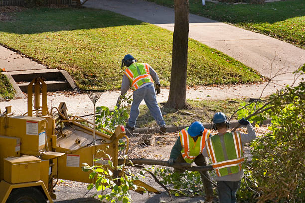 Best Tree Clearing Services  in Greeneville, TN